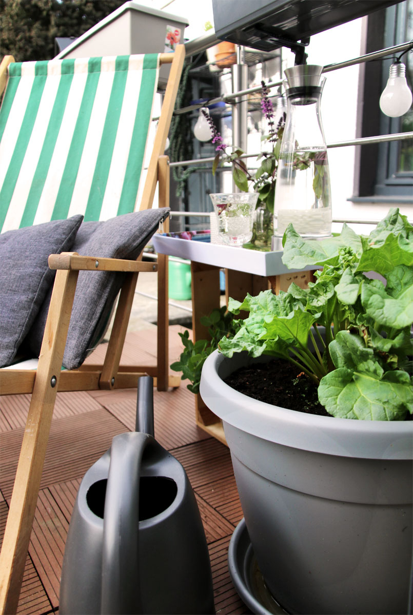 Rhabarber auf dem Balkon | Grüneliebe City Garden